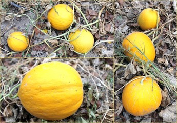 Fototapeta na wymiar Melon yellow ripe large harvest in the land of sweet fruit, collage 3 photo