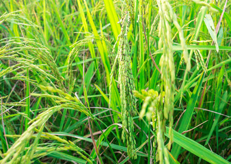 Rice field