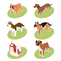 Collection of isometric dogs