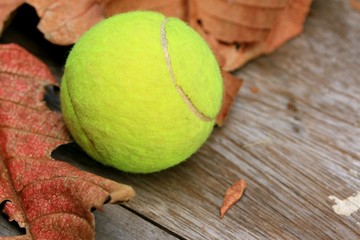 tennis ball with dry leaves