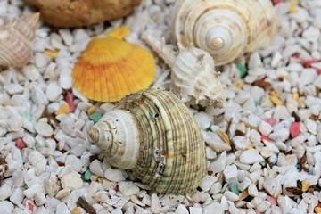 sea shells
