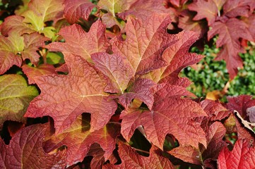 Colorful red leaves of oakleaf hydrangea (hortensia quercifolia) in the fall