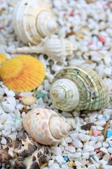 sea shells