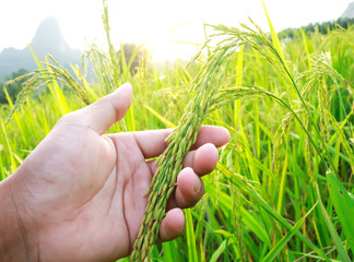 man hand with rice field