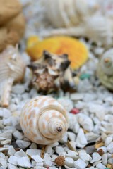 sea shells