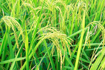 man hand with rice field