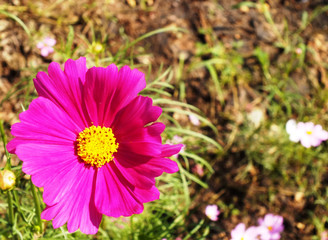 Obraz premium SUNFLOWER POLLENS'S 