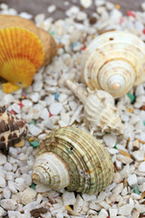 sea shells