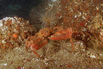 Crab underwater at California reef
