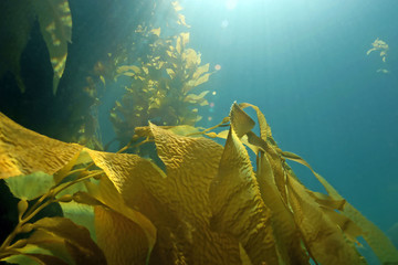 Underwater seaweed kelp forest at Catalina Island, California