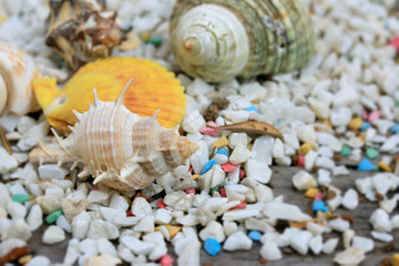 sea shells