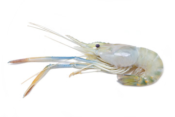 Uncook river shrimp isolated on white.
