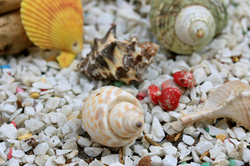 sea shells