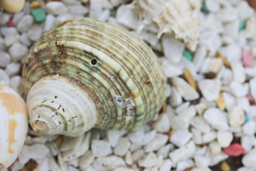 sea shells