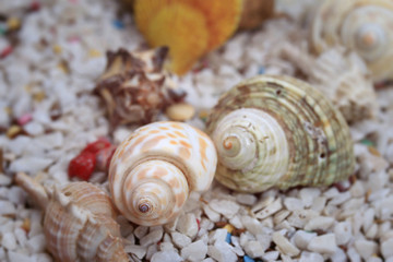 sea shells