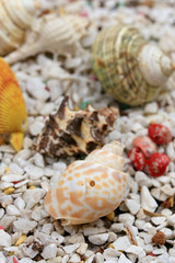 sea shells