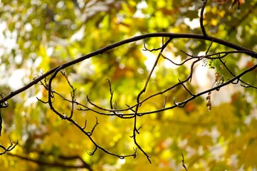 Branch with autumn leaves on background