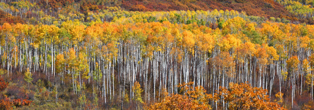 Row of aspen trees in autumn time © SNEHIT PHOTO
