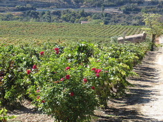 Fototapeta na wymiar Rose bushes by vines