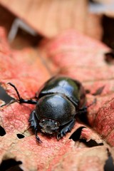 Dung Beetle