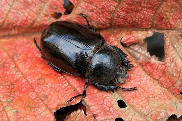 Dung Beetle