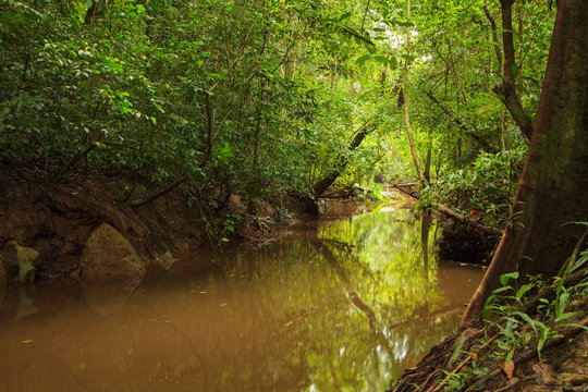 Small jungle river in borneo