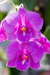 Naklejka na ściany i meble Purple orchid flower.