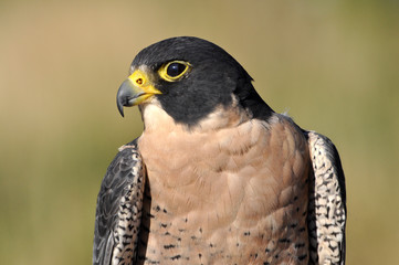 Closeup of peregrine falcon in meadow