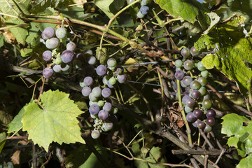 bunch of purple wine per plant