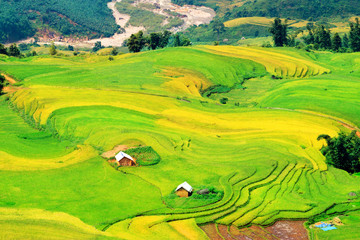 Rice fields on terraced. Rice fields prepare the harvest at Northwest Vietnam.Vietnam landscapes.