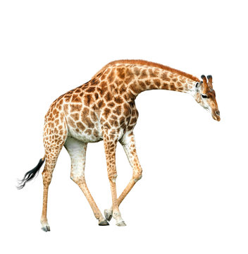 jiraffe isolated on white