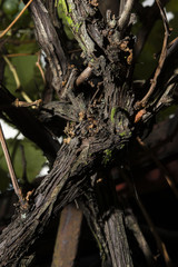 woody stem bushes wines