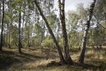 birch grove autumn times
