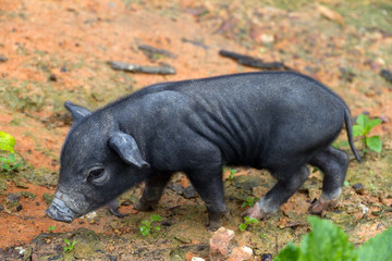A new born Thai piglet (Sus scrofa)