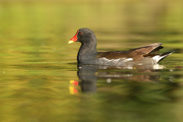 Moorhen