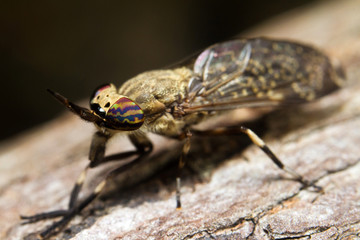 Thai horse fly (Haematopota crassicornis) with beautiful compound eyes
