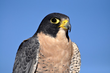 Closeup of peregrine falcon against blue sky