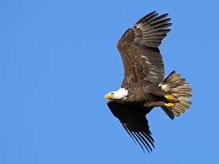 American Bald Eagle in Flight