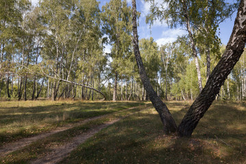 birch grove autumn times