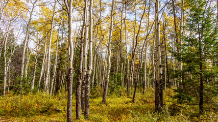 White Birch forest along the hiking trail of the Valley of Five Lakes in Jasper National Park in the Canadian Rockies