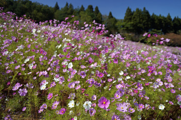 となみ夢の平コスモスウォッチング