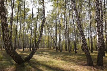 birch grove autumn times