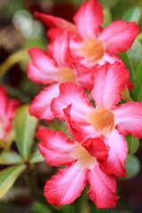 Impala lily adenium - pink flowers