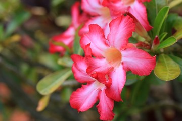 Impala lily adenium - pink flowers