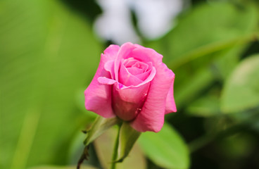 Pink rose.