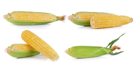 fresh corn on white background