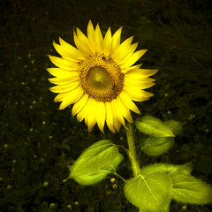 Open sunflower isolated in a field of grass - toned image