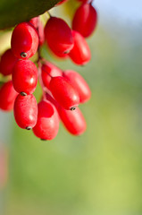 Obraz na płótnie Canvas Red barberry berries on the tree