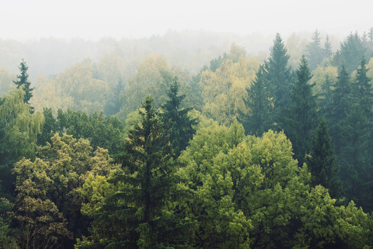 Fototapeta смешанный лес в тумане