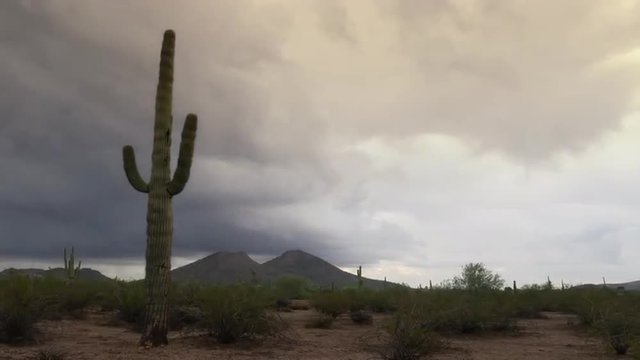 Saguaro with Storm Clouds